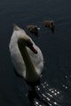 swan and cygnets, lancaster