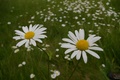 daisies