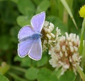 common blue