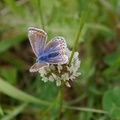 common blue