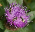 dancing bugs on knapweed