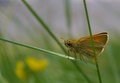 butterfly on grass