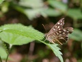 speckled wood butterfly
