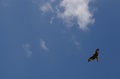 red kite soars
