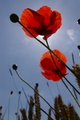 poppies