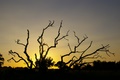 dead tree sunset