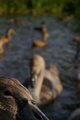 cygnets, lancaster canal