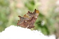 comma