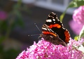 red admiral