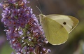 large white butterfly