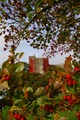 sizergh castle in fruit