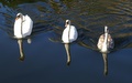 three swans