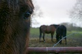 horses