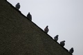 roofside pigeons