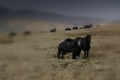 wild horses, howgill fells