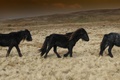 wild horses, howgill fells