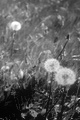 dandelions