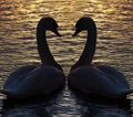 swans for chloe and jon
